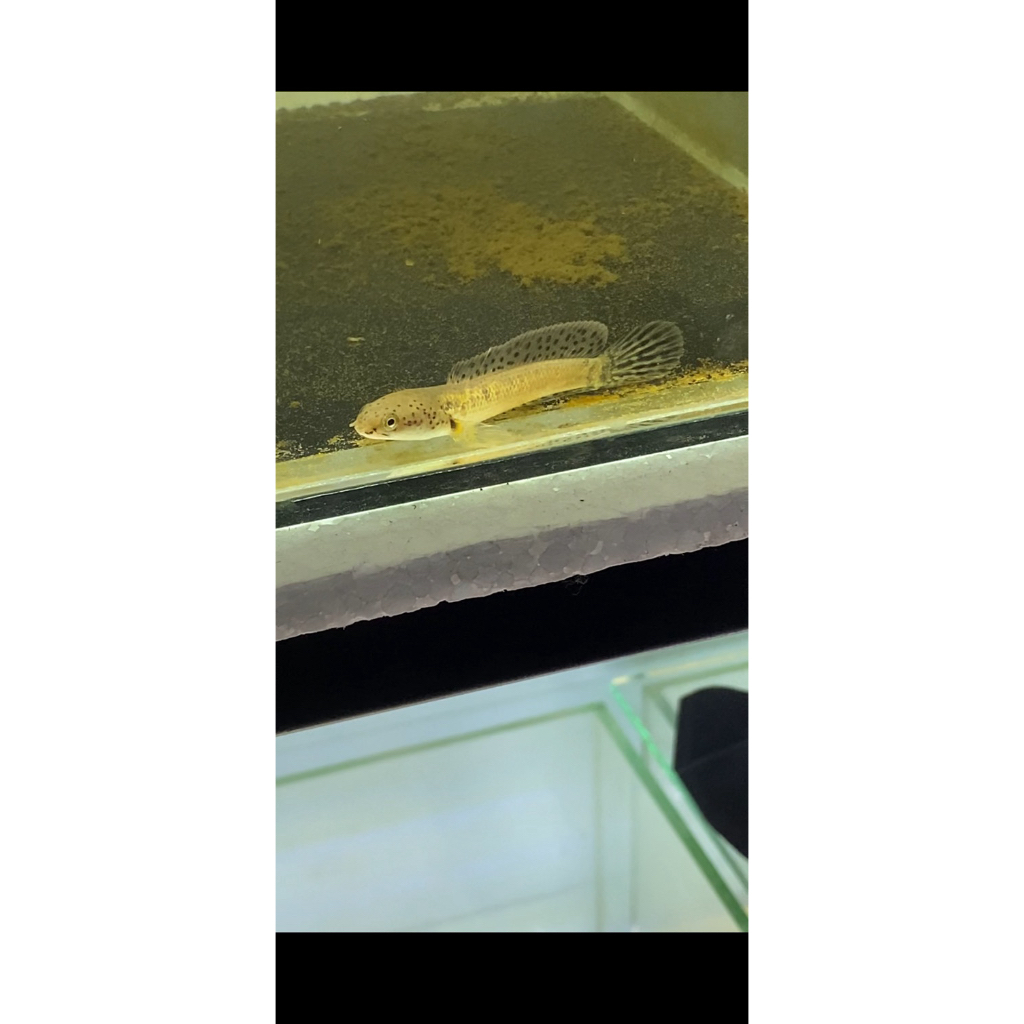 SUPER GRADE baby Limbata Hf Butterfly 5-6cm (langka)