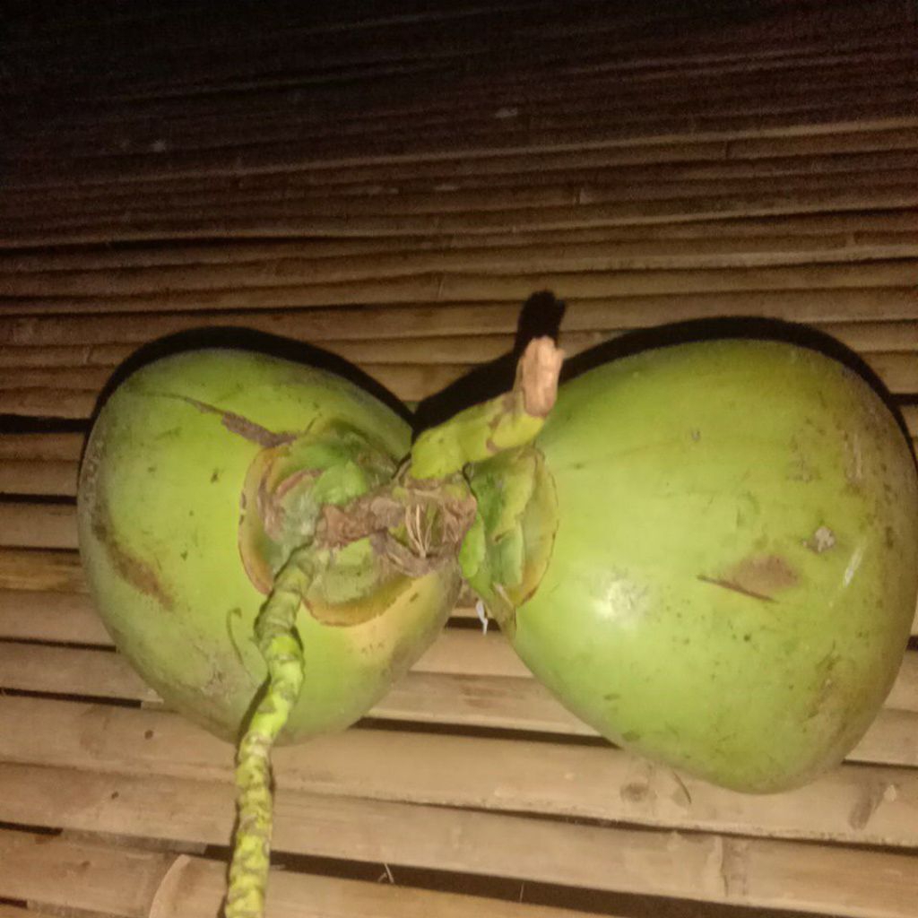 

kelapamuda,kelapahijaumudakupas