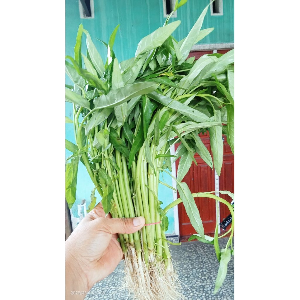 

kangkung segar