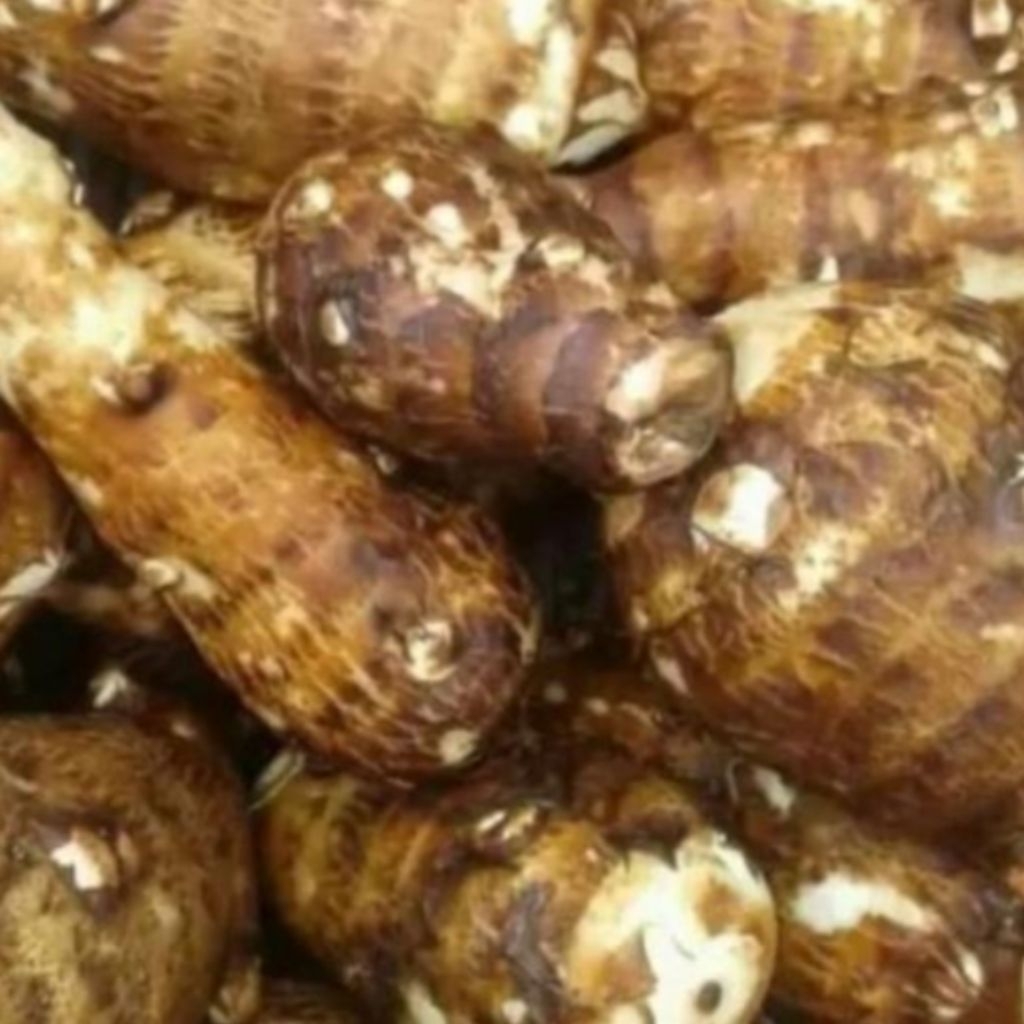 

1kg umbi talas legok gombong pulen talas kimpul