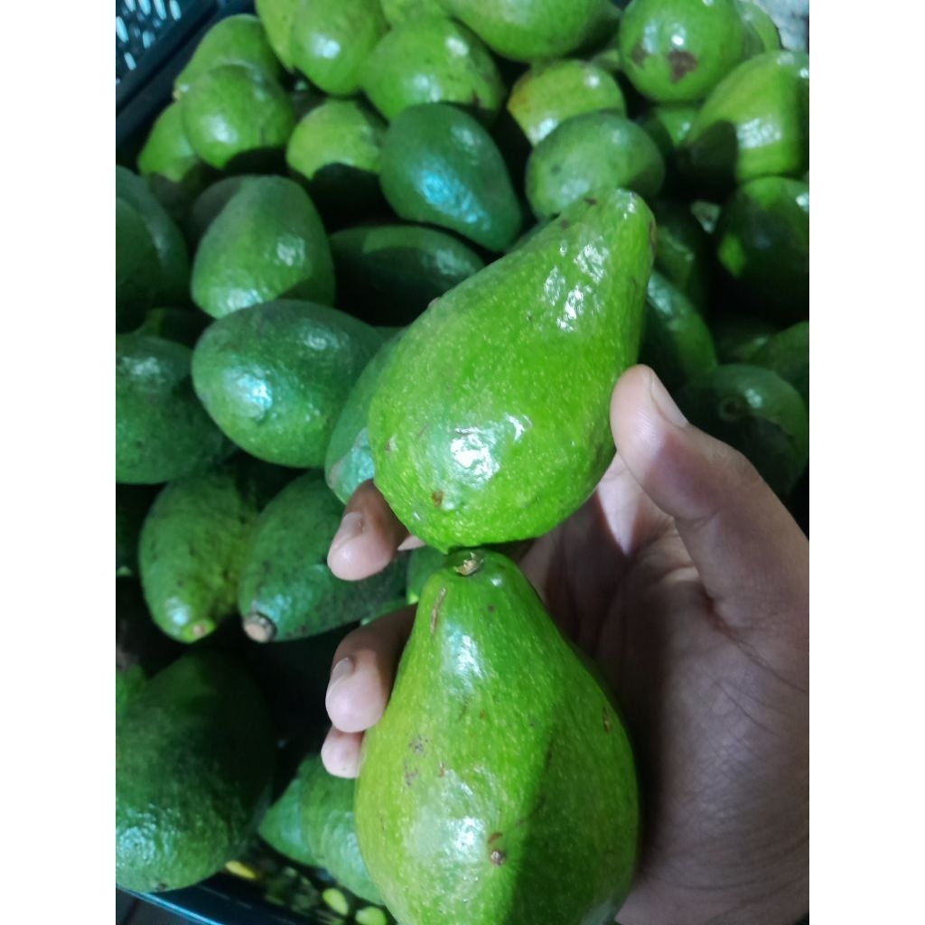 

Alpukat Mentega TO 1kg isi 5 sampai 7 buah