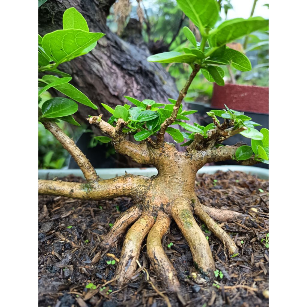 bonsai bahan prokar cebol mini sancang
