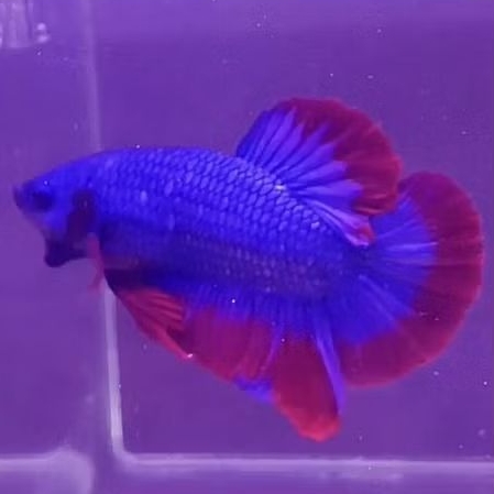 Ekstrak Daun Ketapang 100 ml