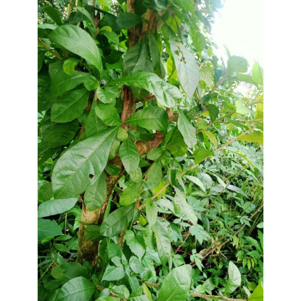 

daun berenuk / daun Billa 200 lembar basah