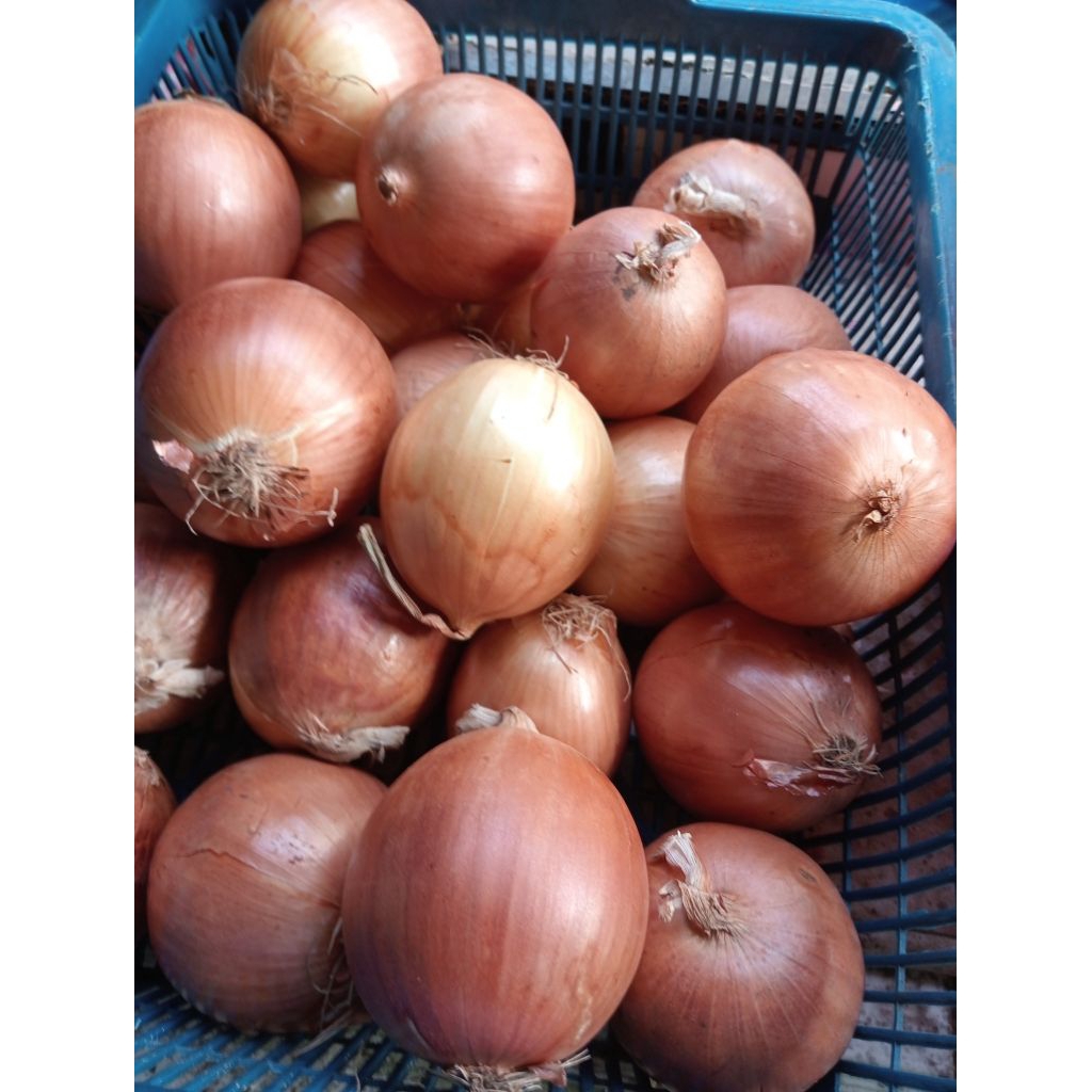 

Promo Bombai 1 KG | Ukuran Kecil Bersih | Rumsmart