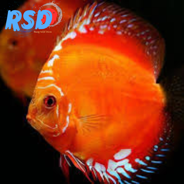 [RSD] Ikan Discus Red Marlboro / Red Marlboro Discus Fish