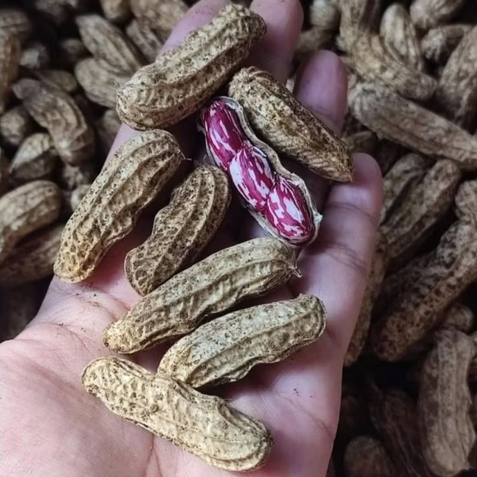 

KACANG GAJAH LURIK/BATIK MADU 1KG SUPER PREMIUM