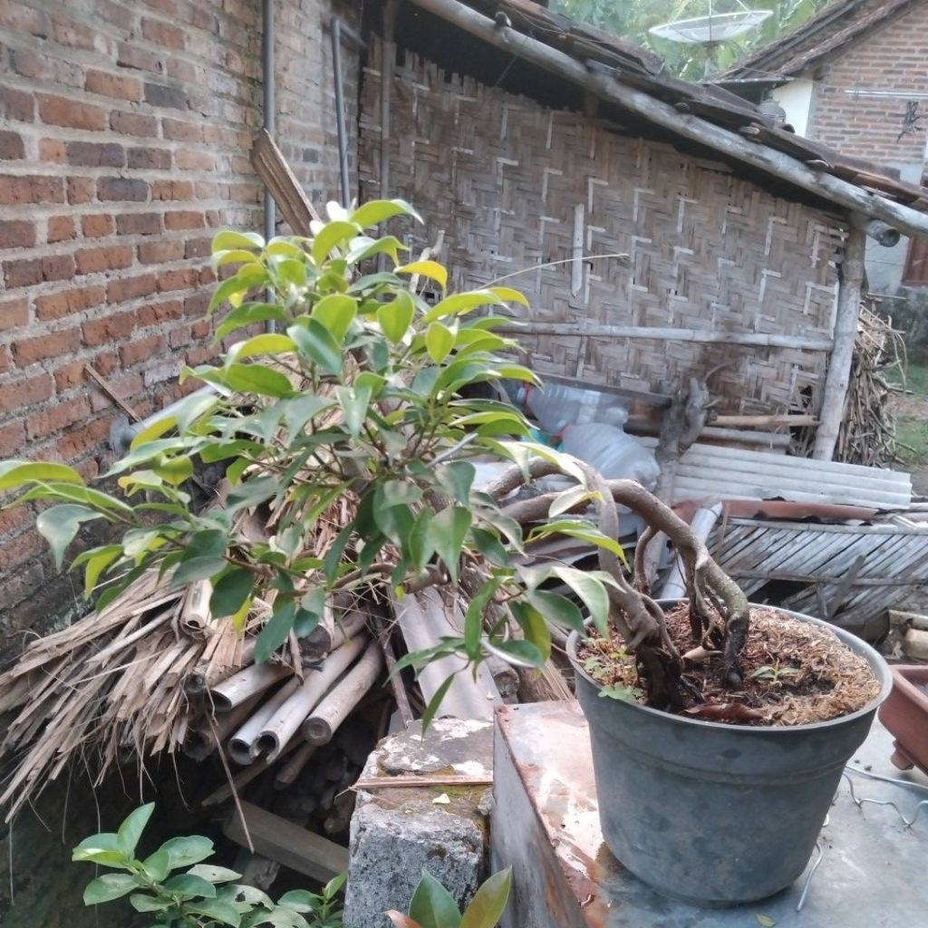 beringin arjuna