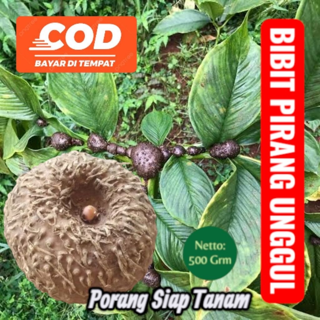 Bibit Porang Super - Porang Terbaik Porang Jumbo