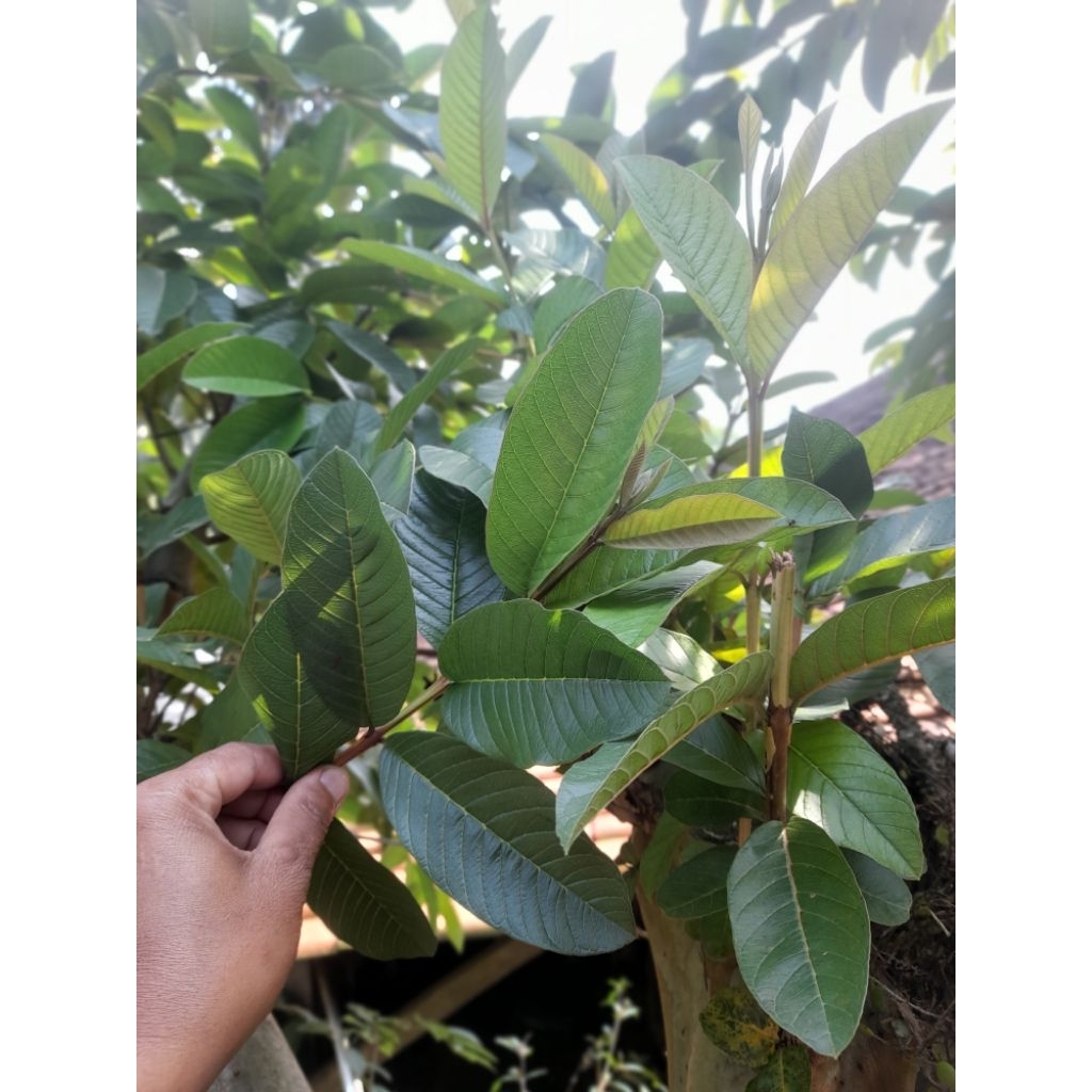 

daun jambu biji segar langsung petik 1 kg