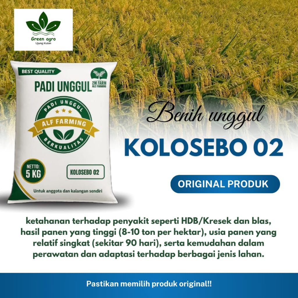 kolosebo bibit padi berkualitas