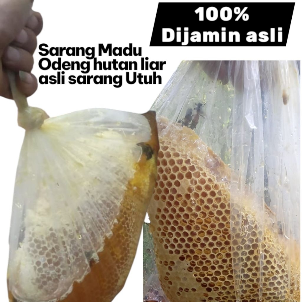 

Sarang Lebah madu Odeng Liar Hutan asli murni