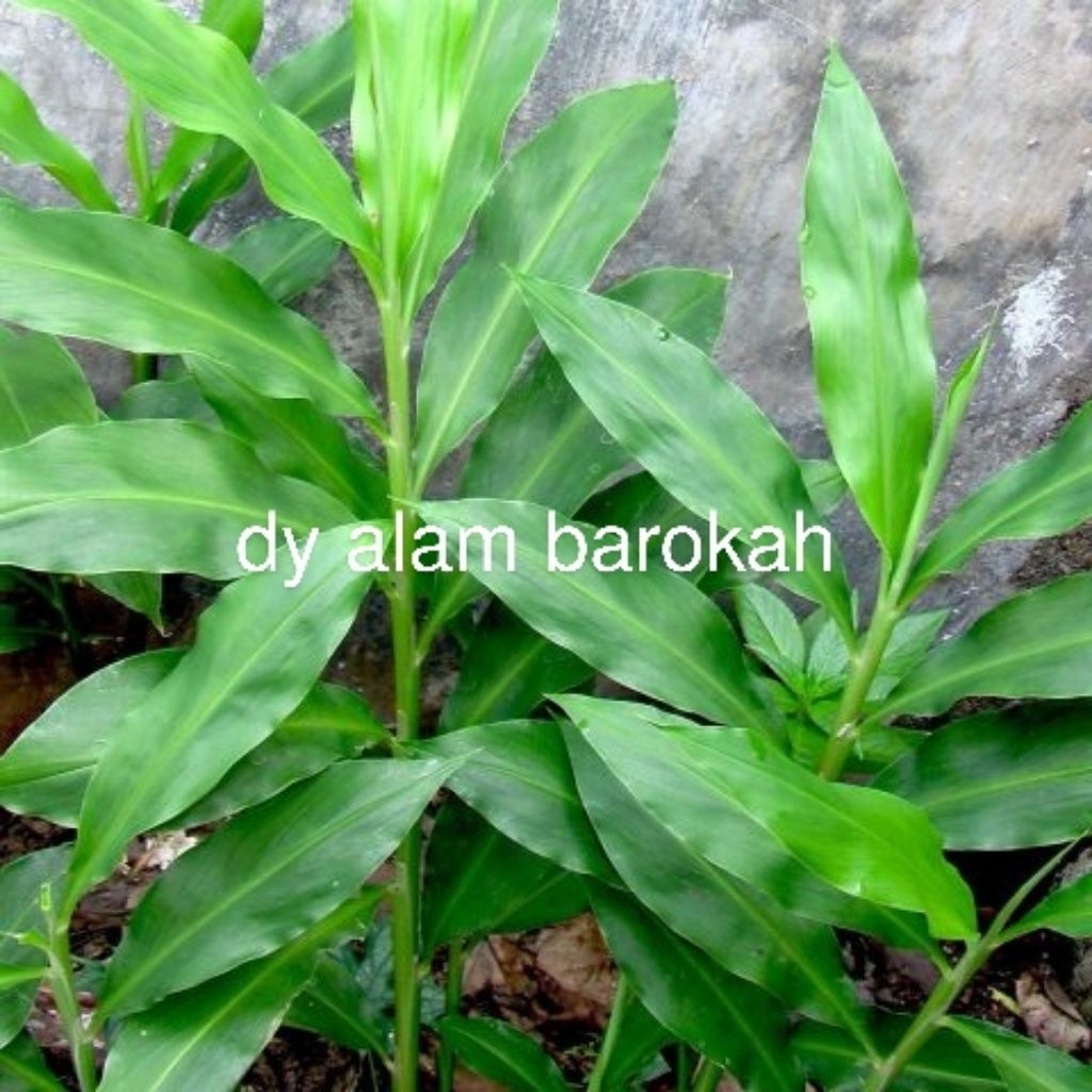 

Bangle/panglai Asli 500gr