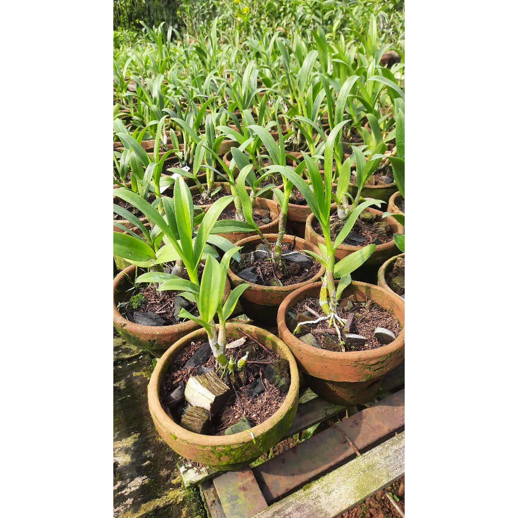 Anggrek Tunas Anakan, Bibit Remaja Siap Berbunga, Kultur Jaringan Bibit Muda