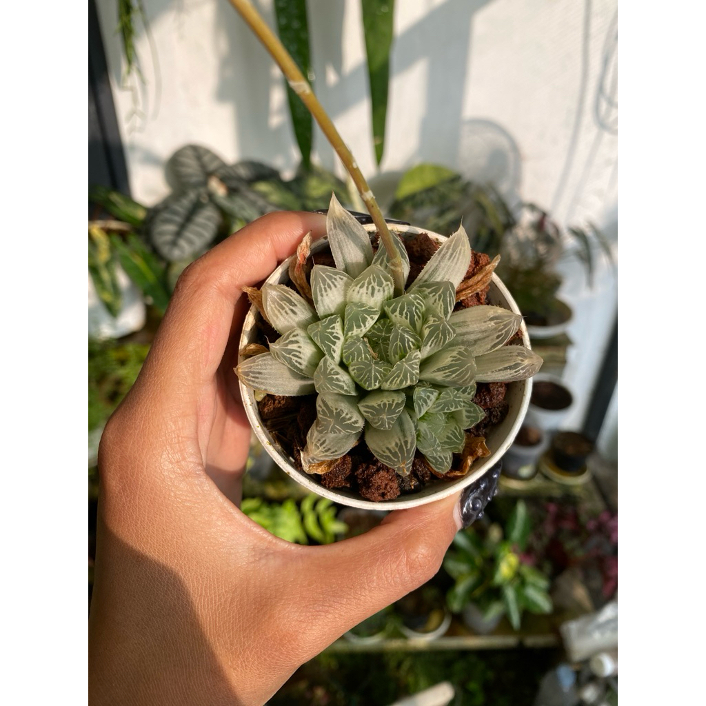 haworthia cooperi variegata