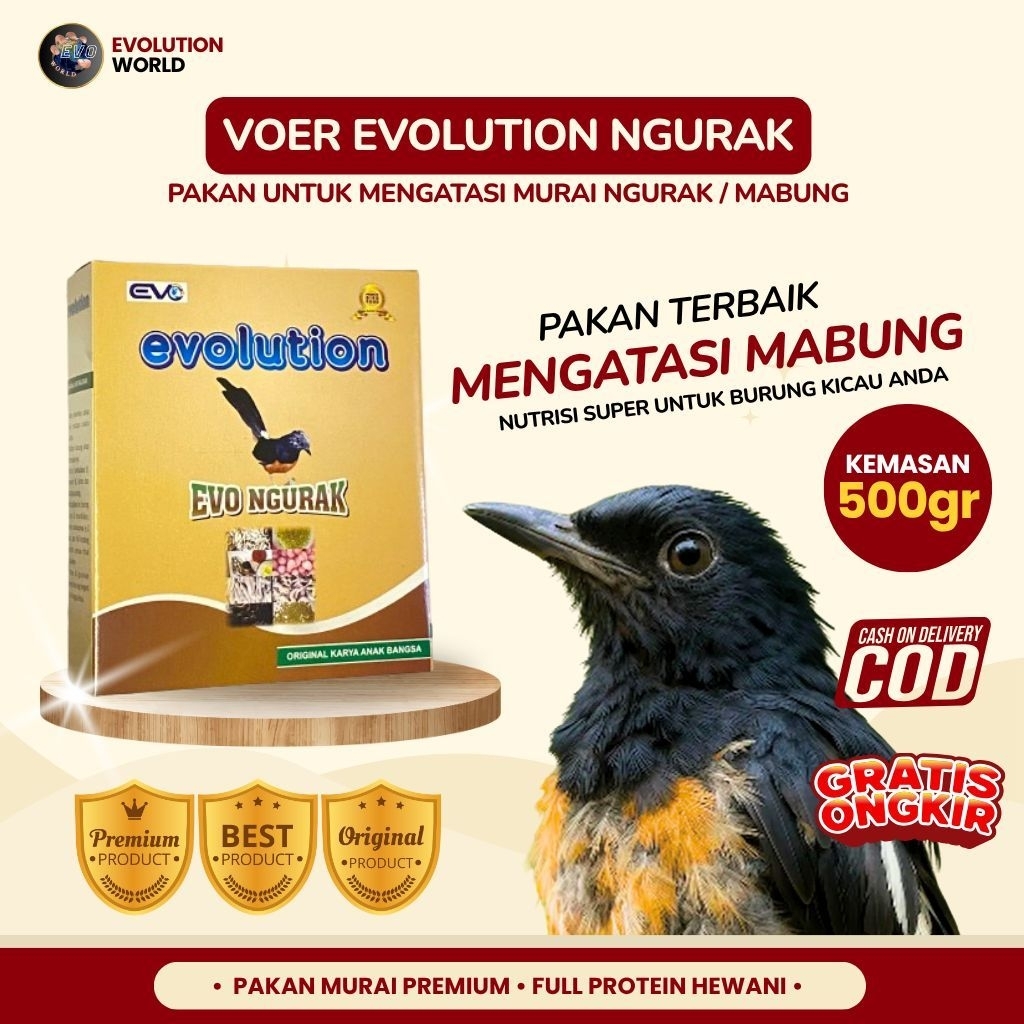 Pakan Burung Terbaik Mengatasi Mabung Voer Evolution Ngurak