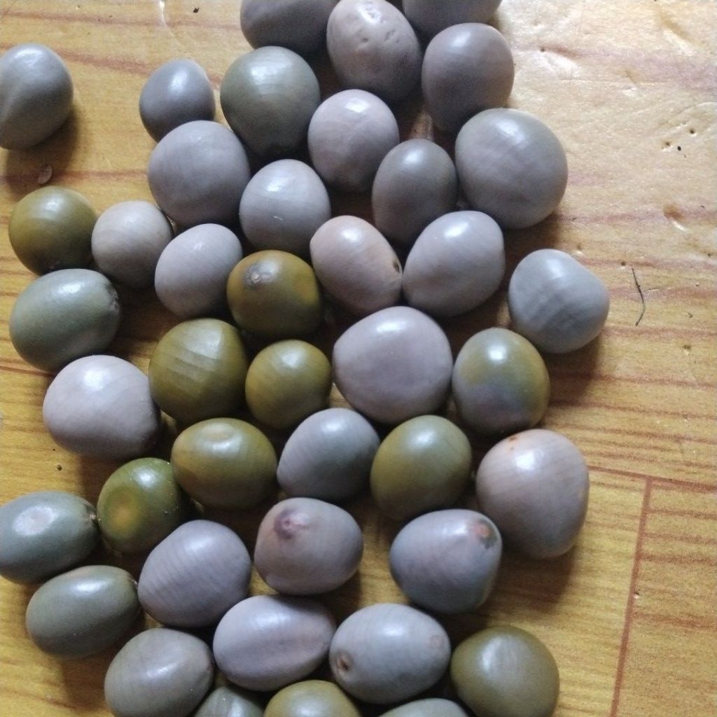 

biji kalaloyang 1 kg