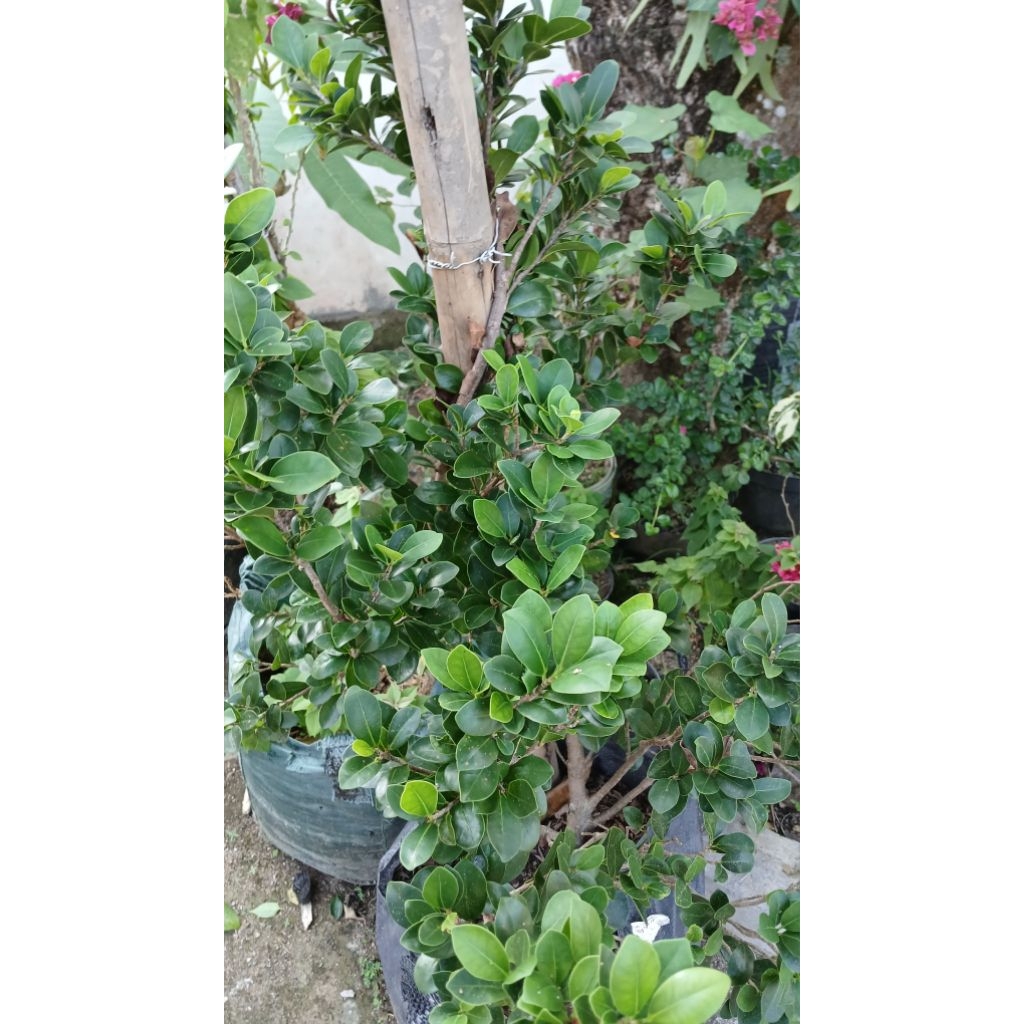 beringin compacta original