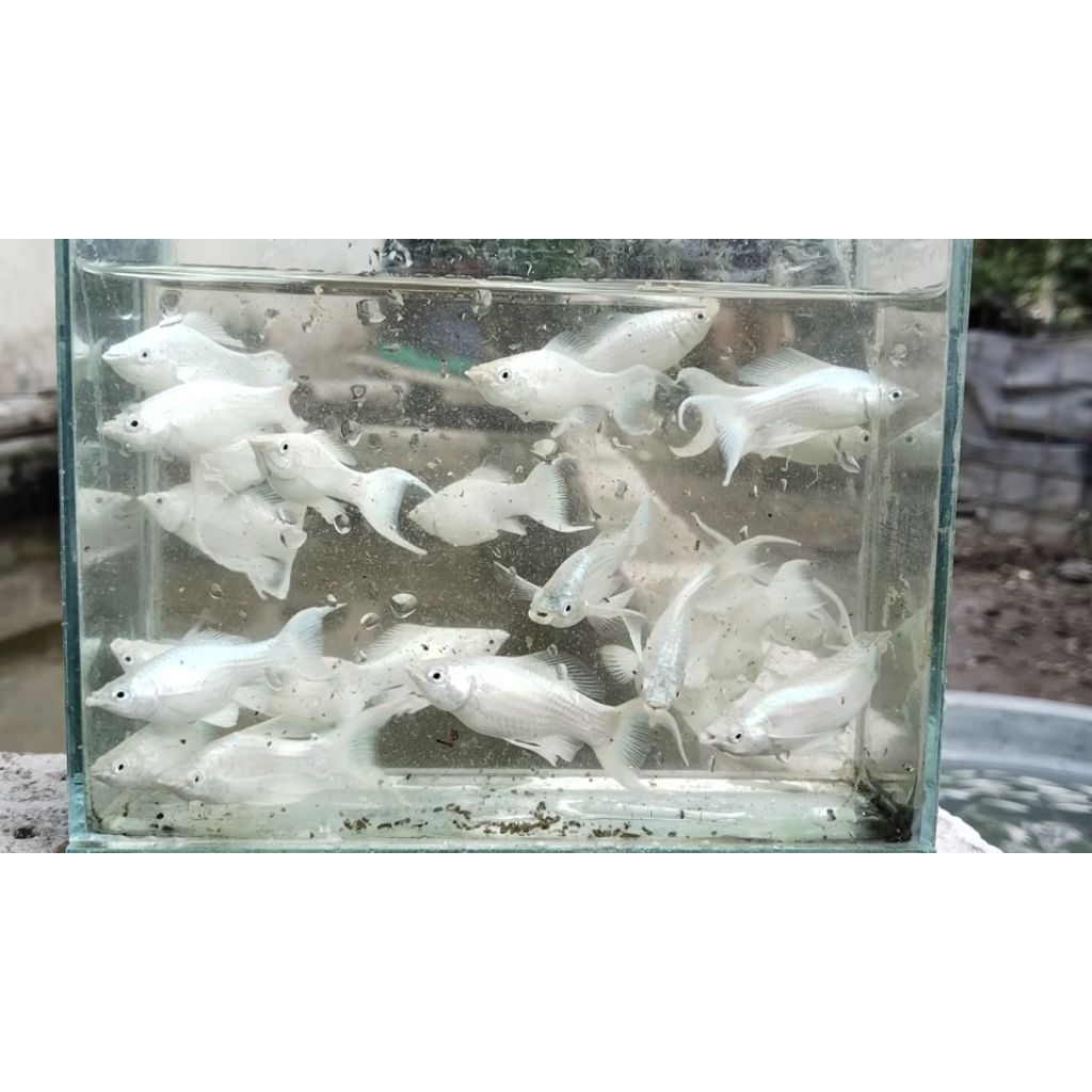 Ikan Hias Molly Cawang Platinum Premium - Warna Putih Kinclong, Tubuh Sehat & Aktif, Cocok untuk Aku