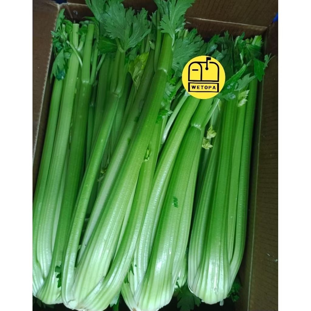 

CELLERY STICK IMPORT AUSTRALIA 1KG