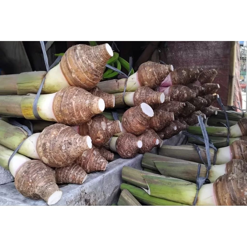 

talas bogor segar 1kg