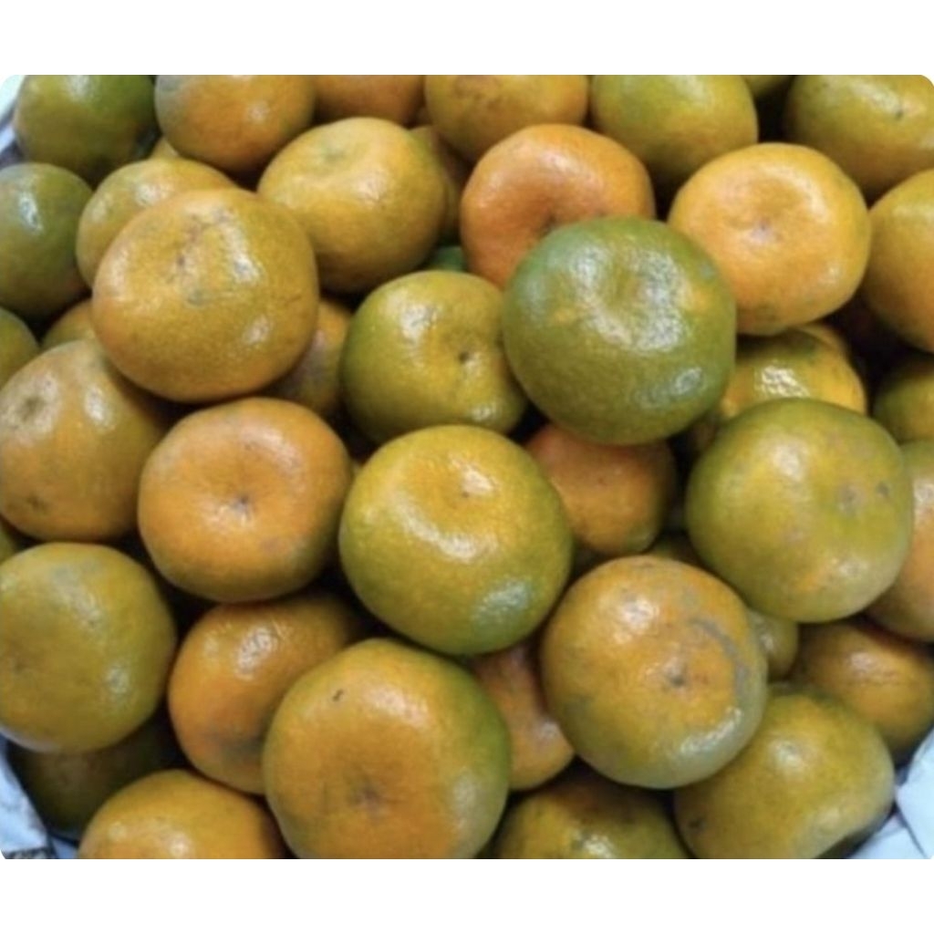 

jeruk medan ukuran kecil