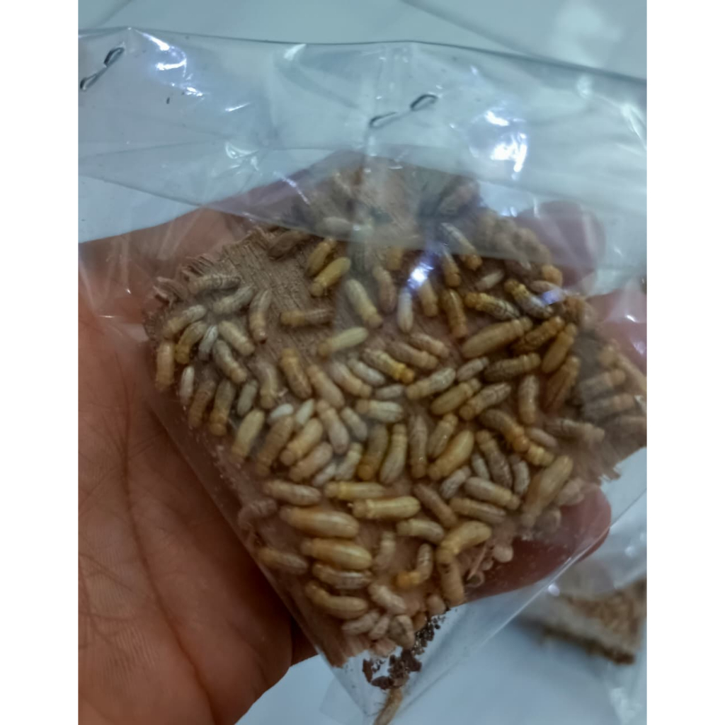 Poa Pua warangas rengas umpan mancing galatamaa