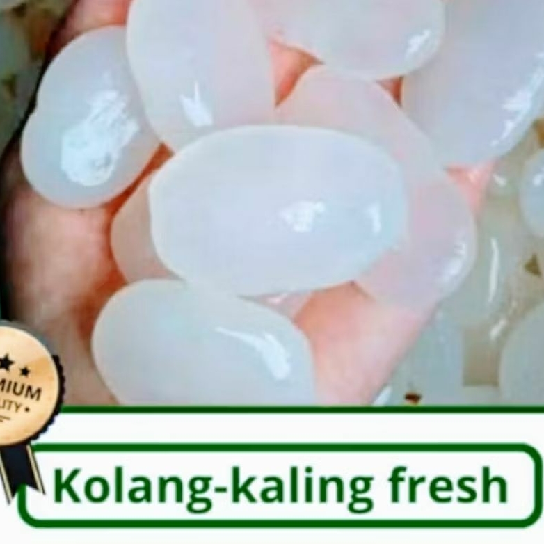 

Kolang kaling 1 kg super besar - besar