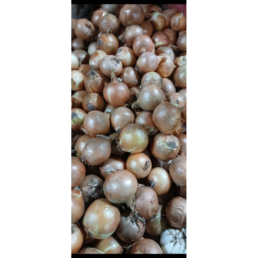 

Bawang bombay 1 kg