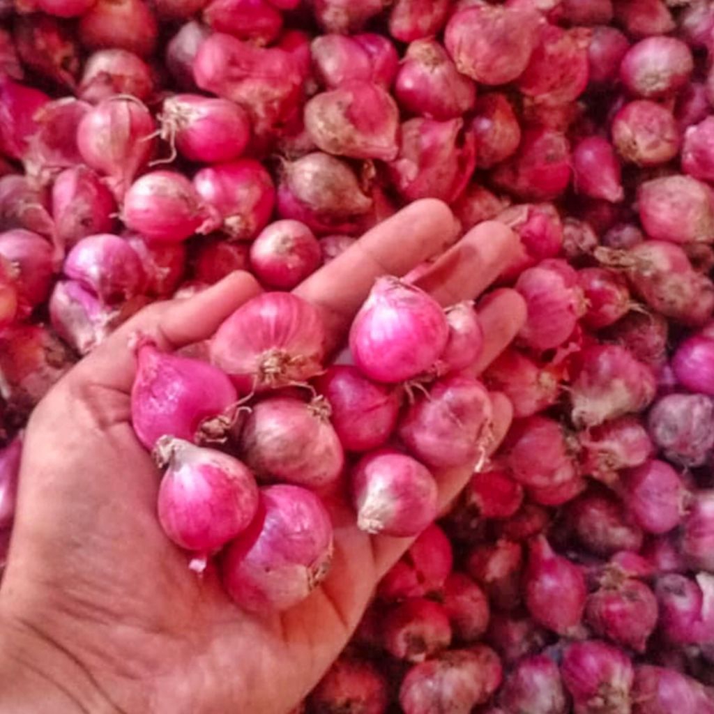 

Bawang Merah Nganjuk Ukuran Sedang Campur Besar Murah