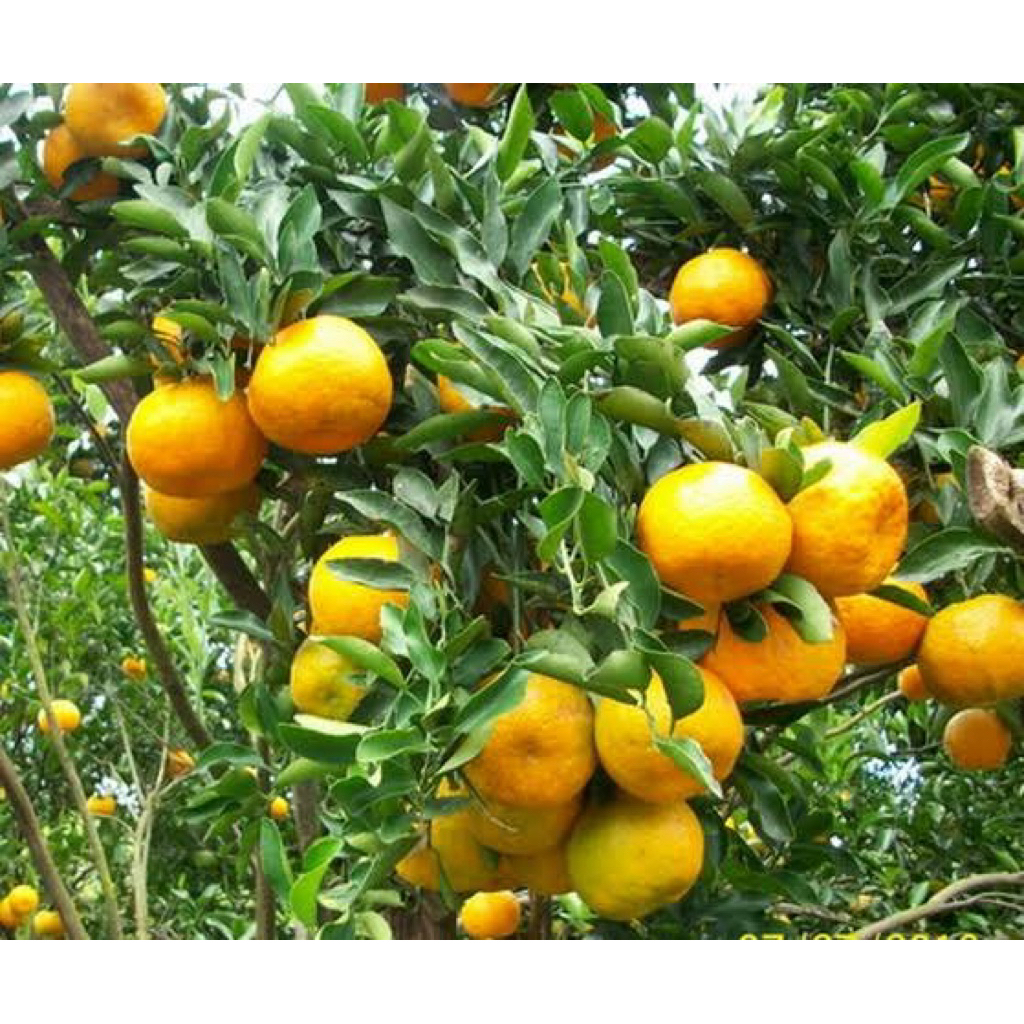 

bibit jeruk keprok batu 55 kondisi sudah berbuah