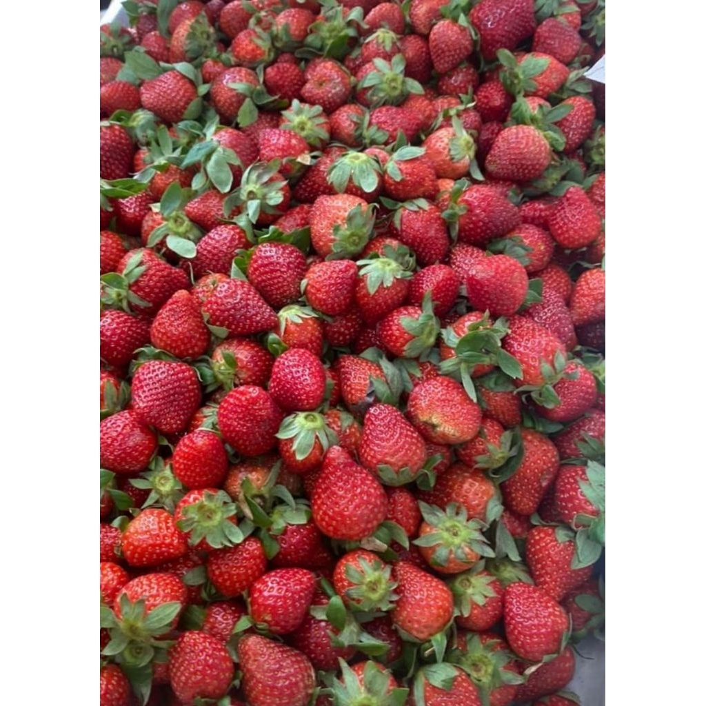 

Buah Strawberry fresh segar siap kirim instan