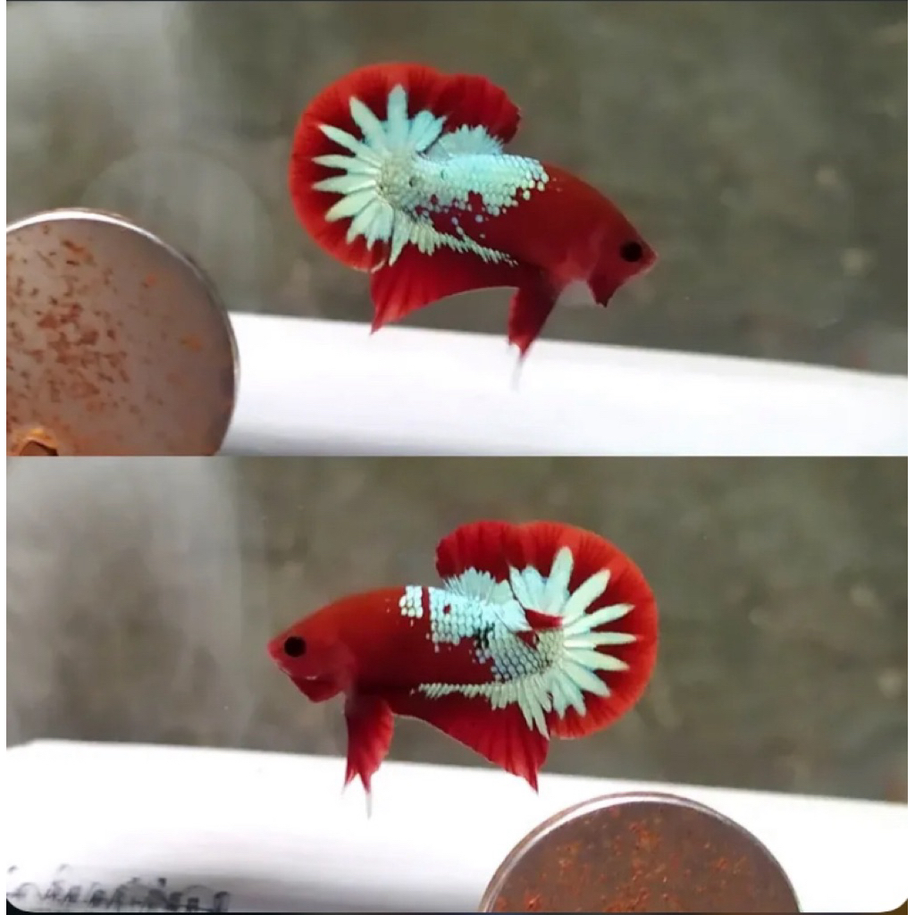 cupang fccp isi 2 ekor (langka) kualitas paling bagus, terjamin istimewa, warna merah pekat