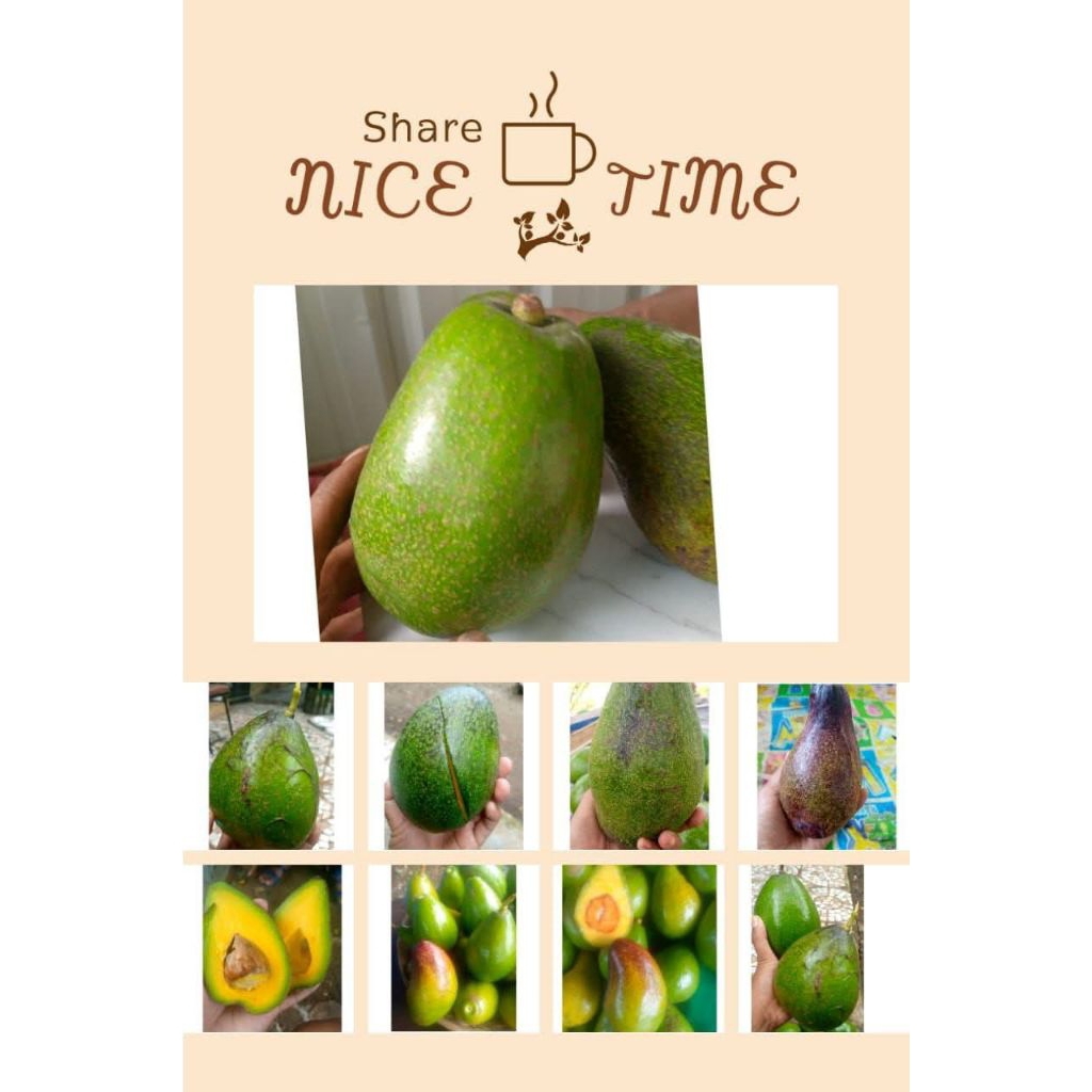 

Alpukat Mentega Premium Kota Bengkulu