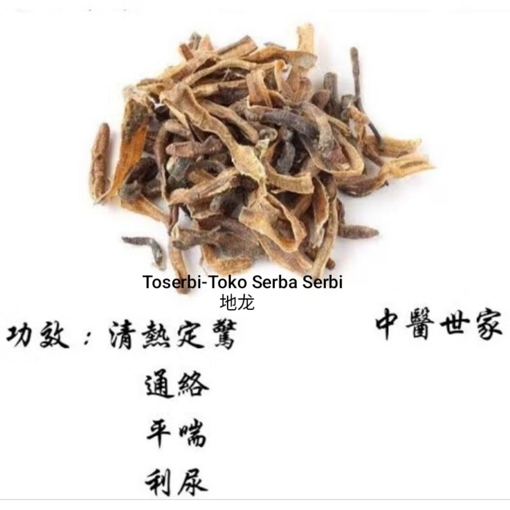 

100gr di long earthworm cacing obat pheretima