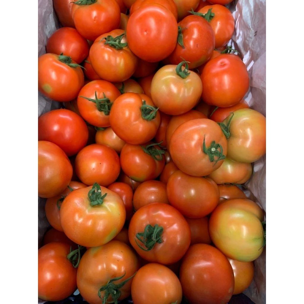 

Sayur tomat merah lokal medium 1kg segar | tomat sambal | kamantes