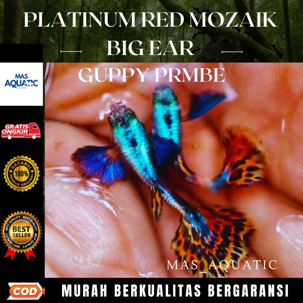 

EXTRA PACKING KARDUS || TIPE $£₱4$4NG PRMBE