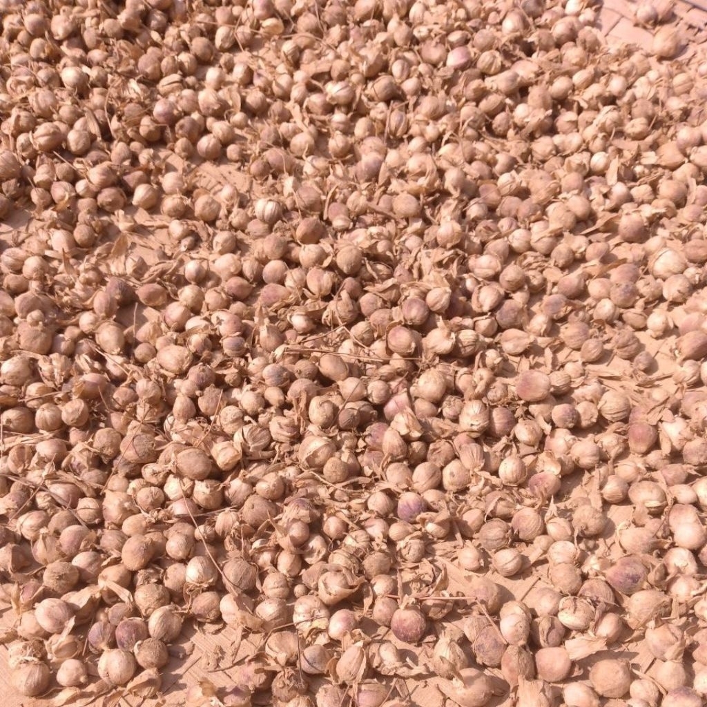 

kapulagakerindnbasah