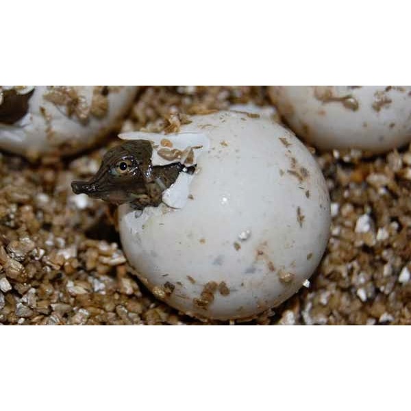 telur mainan anak bentuk bulus bisa hidup satuan