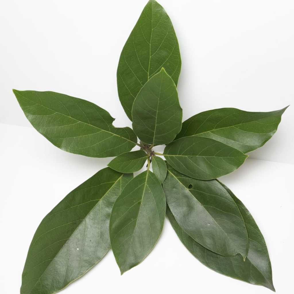 

DAUN ALPUKAT 100 LEMBAR PETIK LANGSUNG FRESH