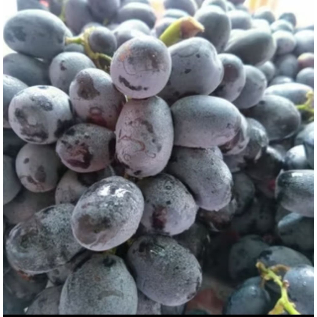 

buah anggur hitam -+500gram