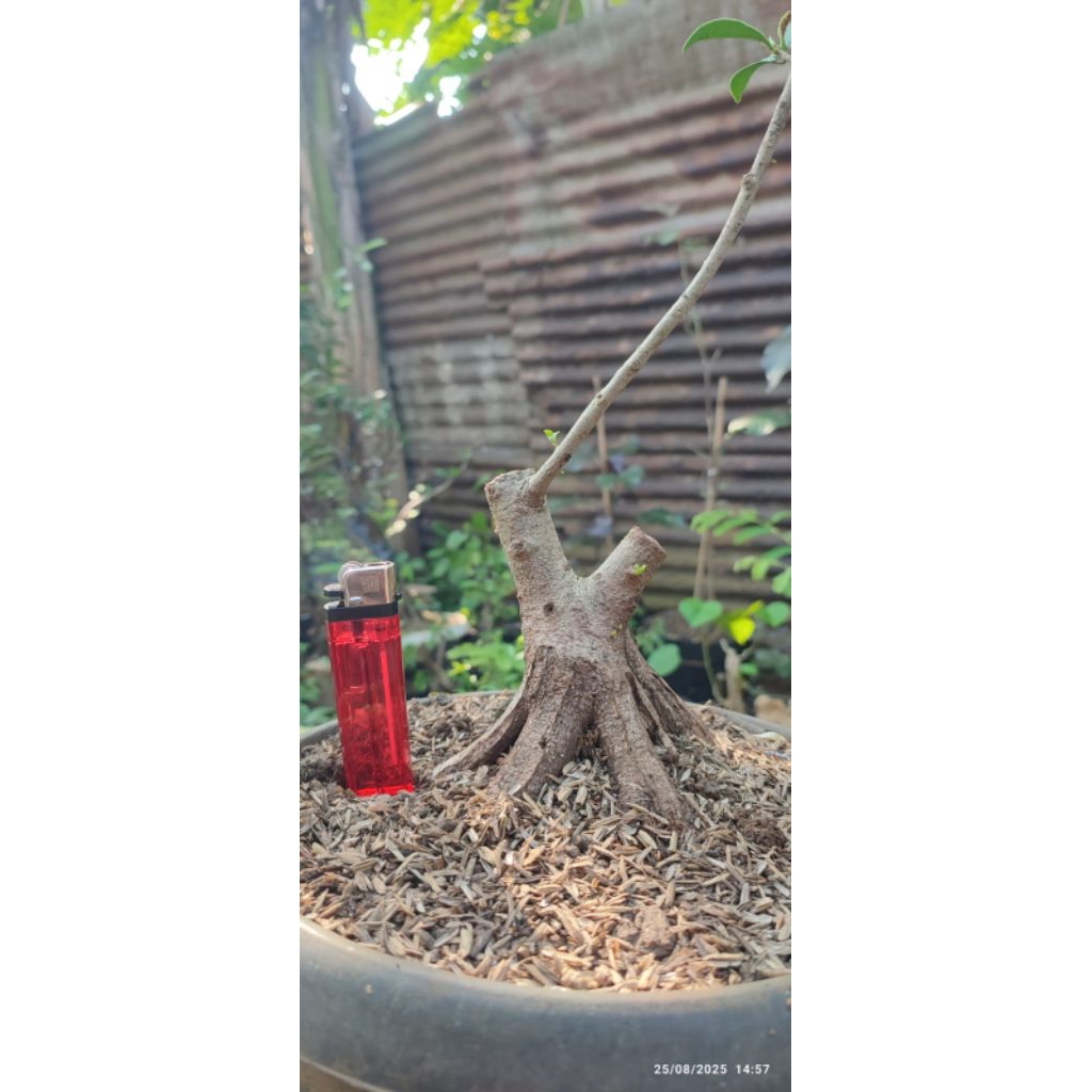 bonsai beringin kimeng elegan pecah batang(bahan)