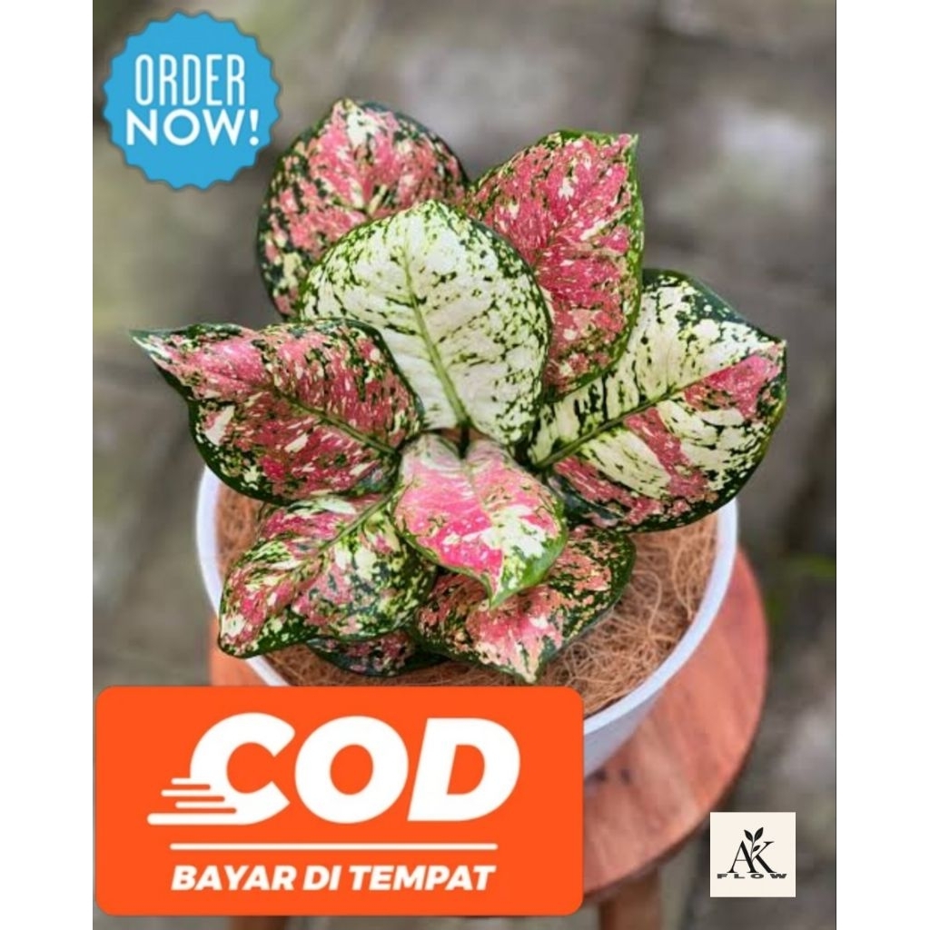 Baby / Anakan Aglonema Tricolor termurah