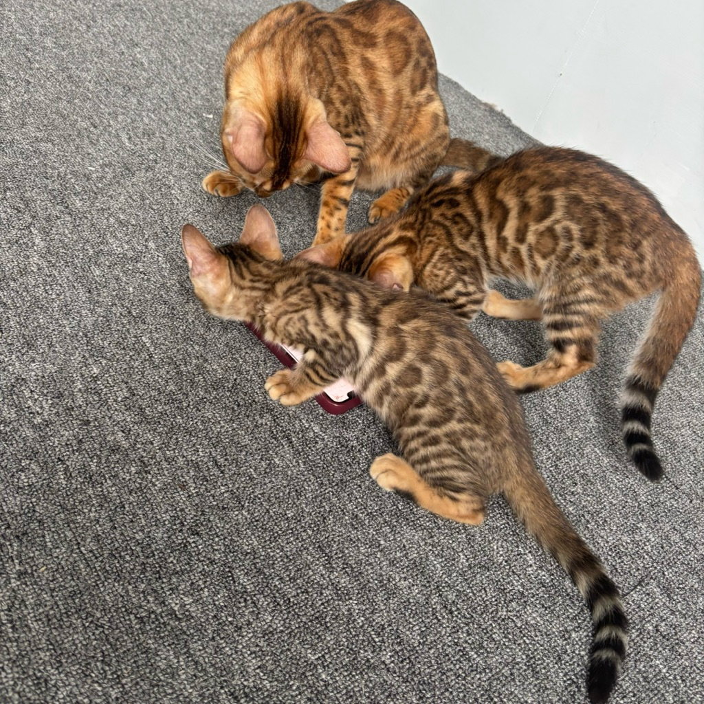 Kitten Kucing Bengal Sepasang Banjarmasin