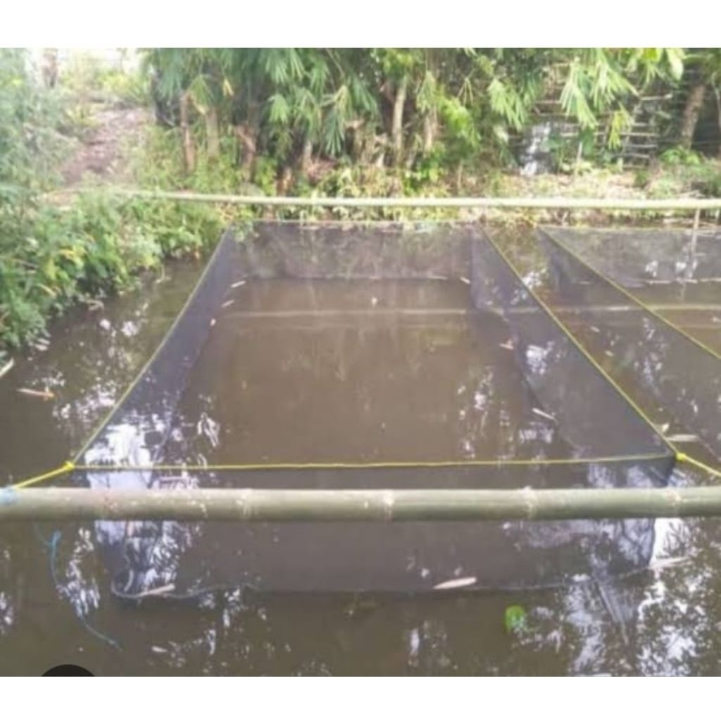 Buttercupple Jaring Budi Daya Ikan Lele Ikan Nila Ikan Gurame Jaring Ikan Hapa Ikan Siap Pakai