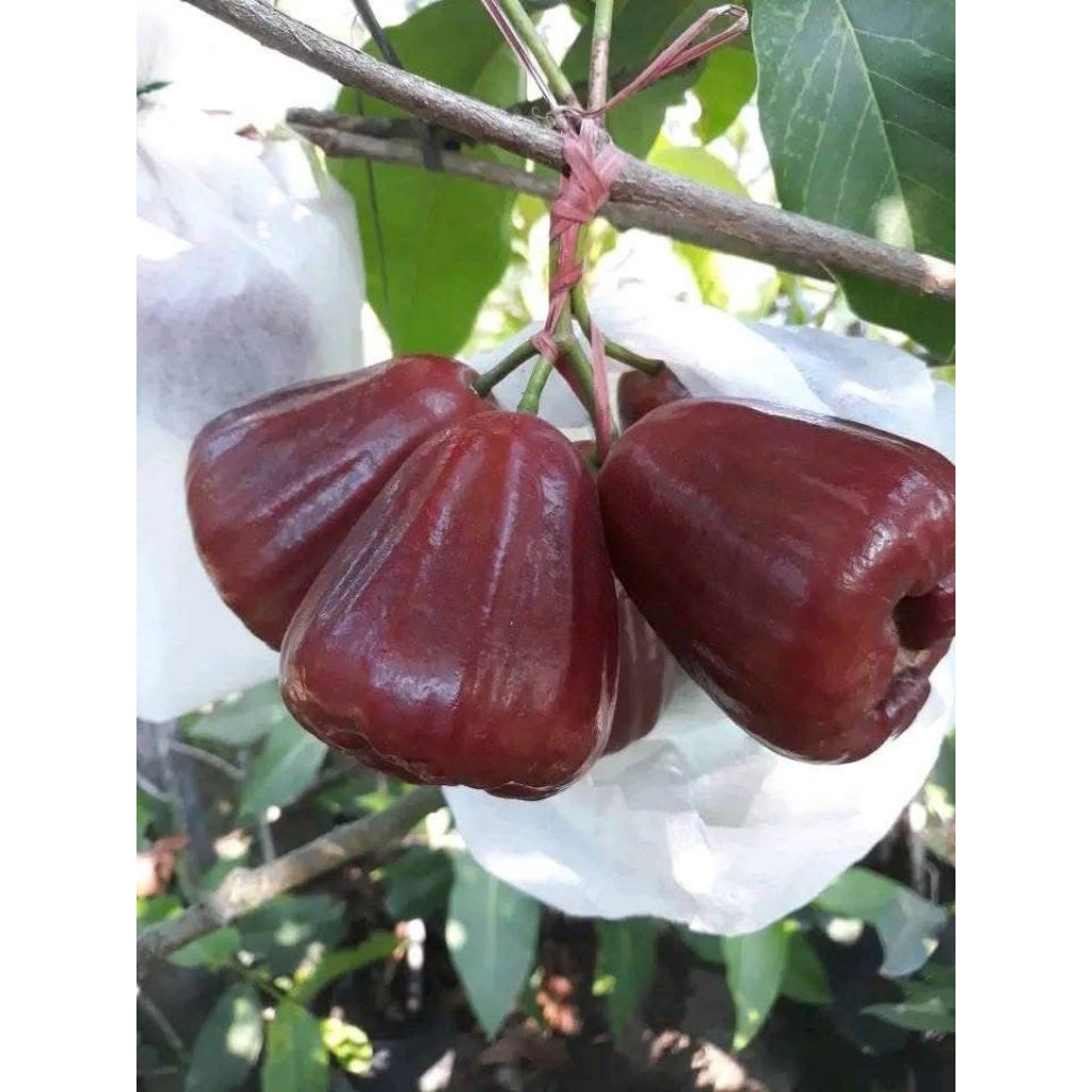 

JAMBU AIR MERAH KING ROSE SUPER | BUAH JAMBU AIR MANIS