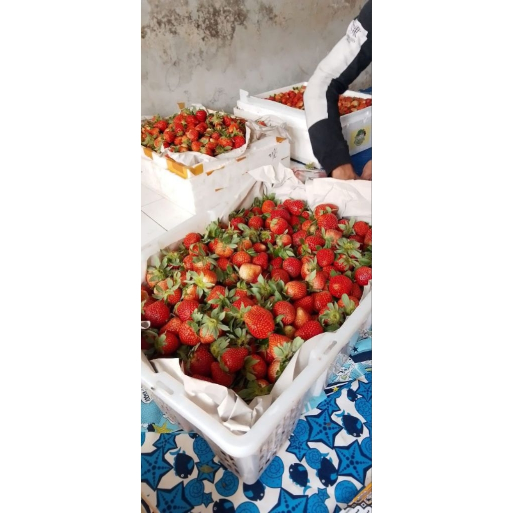 

STRAWBERRY CIWIDEY BANDUNG