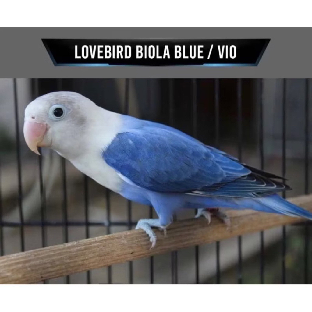 Burung Lovebird Biola Blue Pilihan