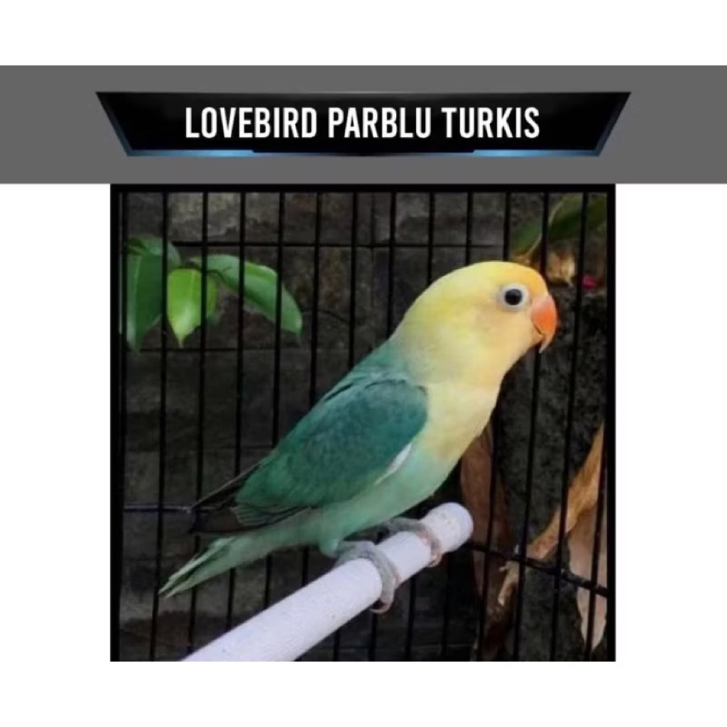 lovebird PB turkies pilihan