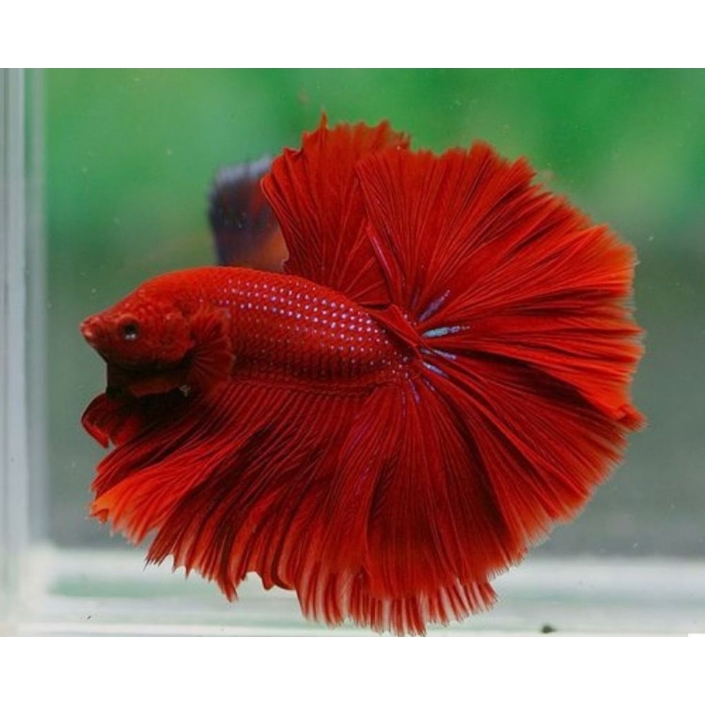 Hiasan Akuarium Cupang HM super Red